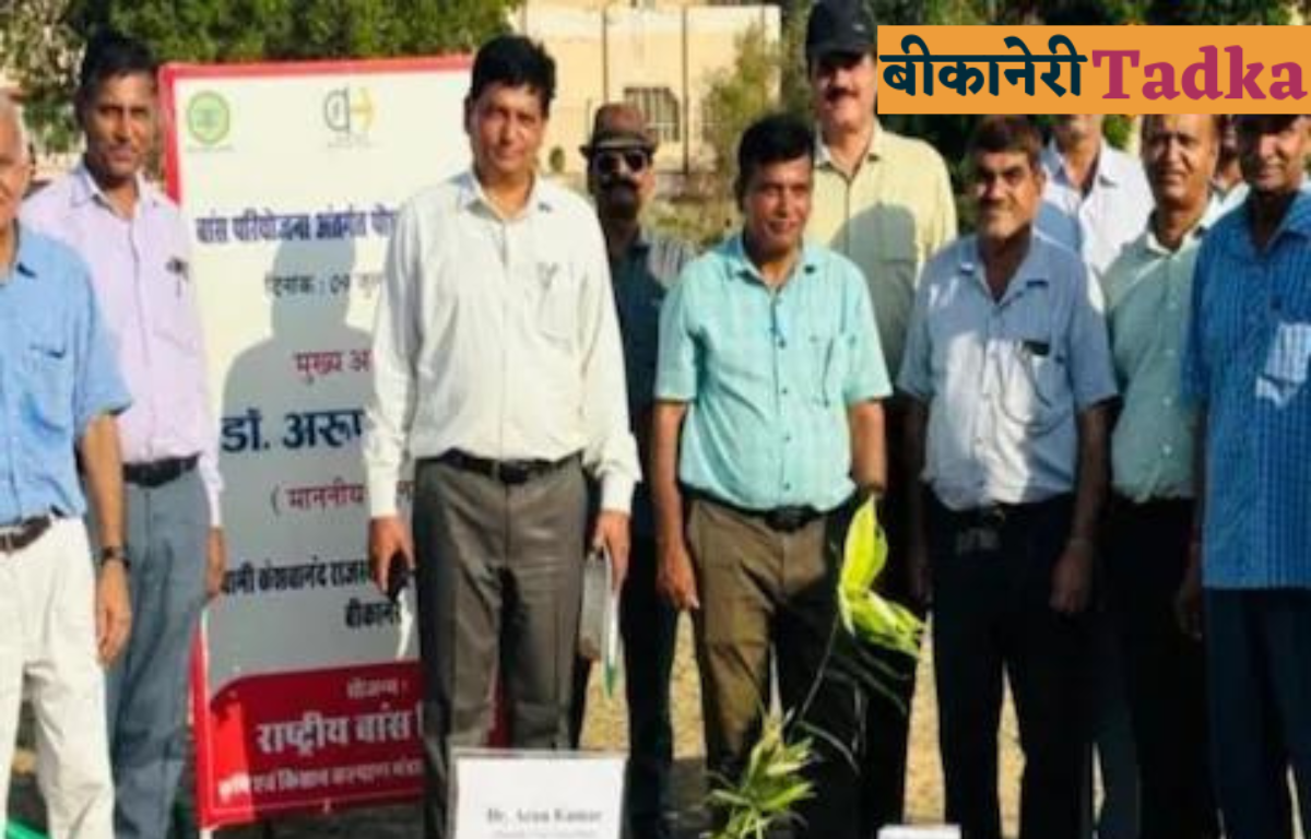 बांस की खेती बदलेगी पश्चिमी राजस्थान की तस्वीर! इस विश्वविद्यालय ने शोध में किया खुलासा